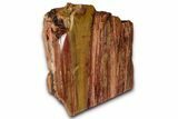 Polished Petrified Wood (Araucarioxylon) - Arizona #352540-2